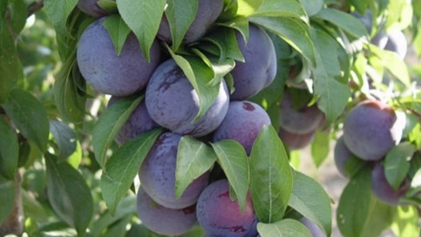 Erik (Anaç) Üzerine Aşılanabilecek Türler