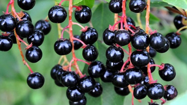 Kuş Kirazı (Anaç) Üzerine Aşılanabilecek Türler Nelerdir?