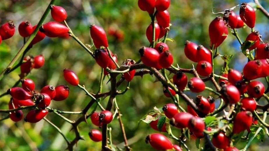 Kuşburnu (Rosa Canina) Anaç Üzerine Aşılanan Türler Kuşburnu (Rosa Canina) Anaç Üzerine Aşılanan Türler