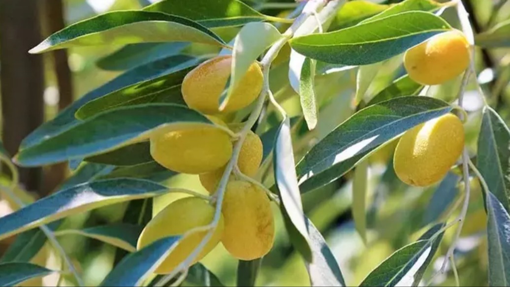 İğde Anacı Üzerine Aşılanabilen Türler Nelerdir? İğde Anacı Üzerine Aşılanabilen Türler Nelerdir?