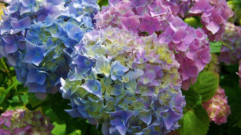 Ortanca Çiçeği Bakımı Ve Sırları Ortanca Çiçeği Bakımı Ve Sırları