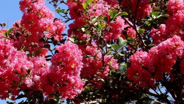 Kırmızı Oya Çiçeği Bakımı Kırmızı Oya Çiçeği Bakımı