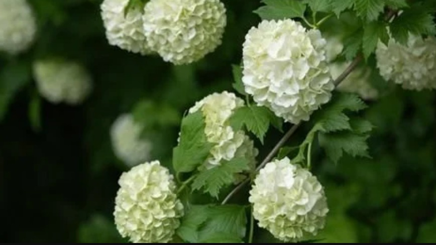 Çınar Yapraklı Kartopu Bakımı Çınar Yapraklı Kartopu Bakımı