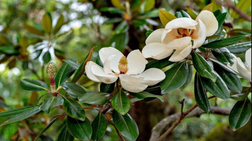 Manolya Ağacı Bakımı Ve Çeşitleri Manolya Ağacı Bakımı Ve Çeşitleri