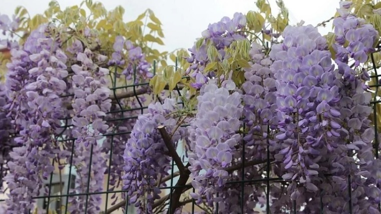 Mor Salkım (Wisteria) Bakımı Ve Budama Sırları Mor Salkım (Wisteria) Bakımı Ve Budama Sırları