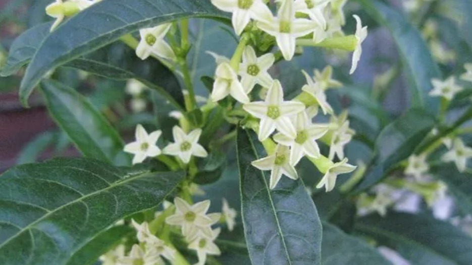 Melisa (Kolonya Çiçeği) Bakımı Ve Faydaları Melisa (Kolonya Çiçeği) Bakımı Ve Faydaları