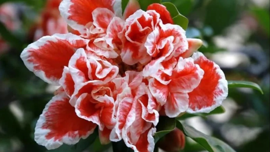 Katmerli Çiçekli Süs Narı Bakımı Katmerli Çiçekli Süs Narı Bakımı