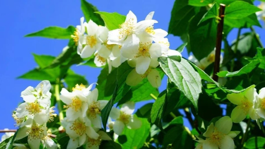 Filbahri Çiçeği (Yalancı Yasemin) Bakımı Filbahri Çiçeği (Yalancı Yasemin) Bakımı