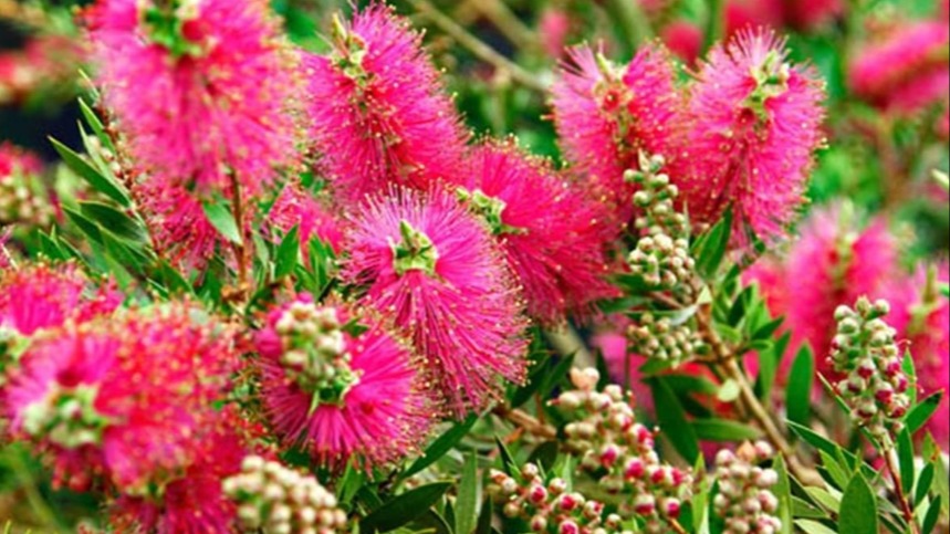 Fırça Çalısı (Callistemon) Bakımı Fırça Çalısı (Callistemon) Bakımı