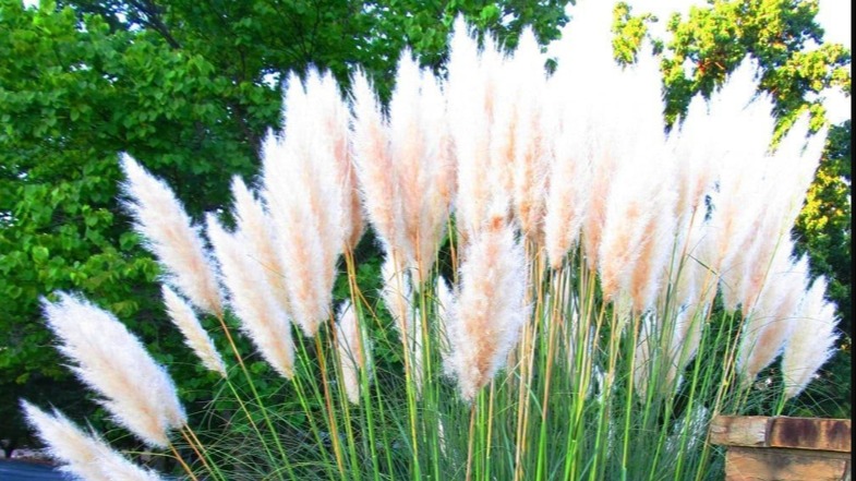 Beyaz Pampas Otu Özellikleri Ve Bakımı Beyaz Pampas Otu Özellikleri Ve Bakımı