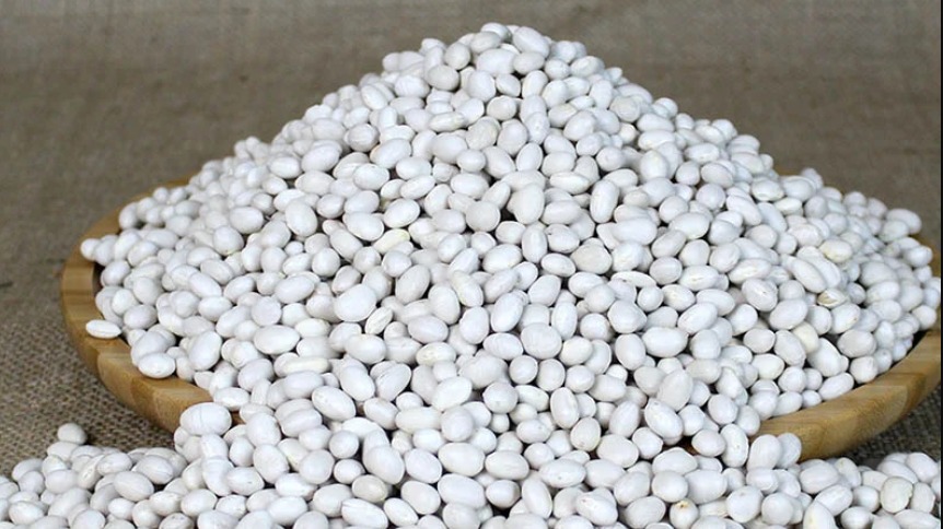 İspir Fasulyesi Yetiştiriciliği İspir Fasulyesi Yetiştiriciliği