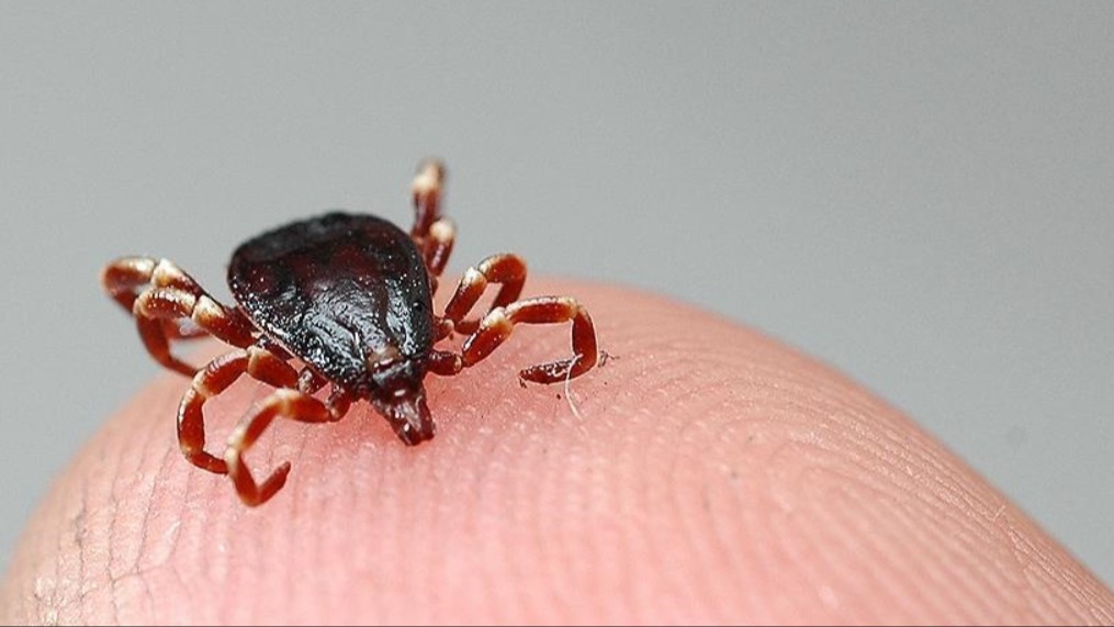 Kırım Kongo Kanamalı Ateşi (KKKA) Nedir? Kırım-Kongo Kanamalı Ateşi (KKKA) Nedir?