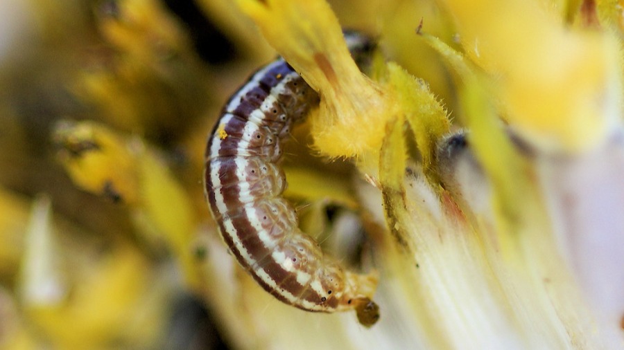 Ayçiçeği Güvesi (Homoeosoma Nebulella) Zararlısı Ayçiçeği Güvesi (Homoeosoma Nebulella) Zararlısı