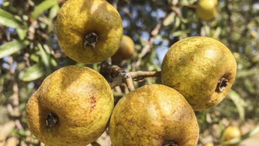 Ahlat Meyvesinin Faydaları Nelerdir? (Neden Tüketmeli?) Ahlat Meyvesinin Faydaları Nelerdir? (Neden Tüketmeli?)