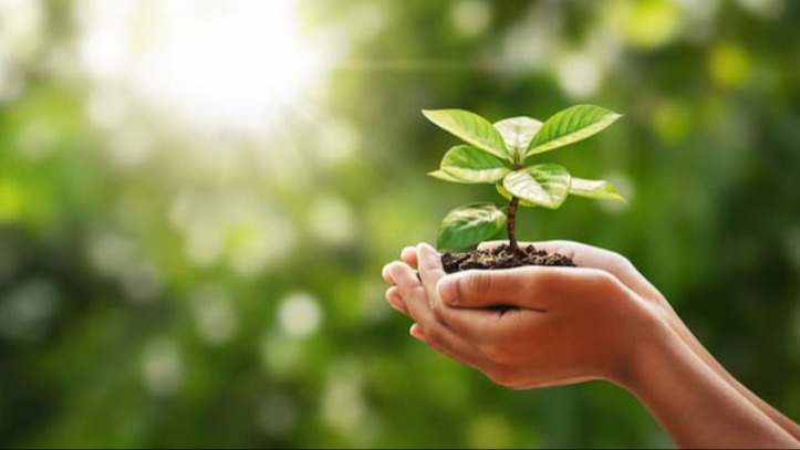 Magnezyum Sülfat Ve Kükürt Gübrelemesi Nedir?