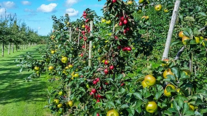 Meyvelerin Toprak İstekleri Ve Gübrelenmesi