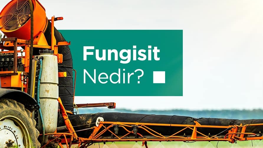 Fungisitler Nedir?