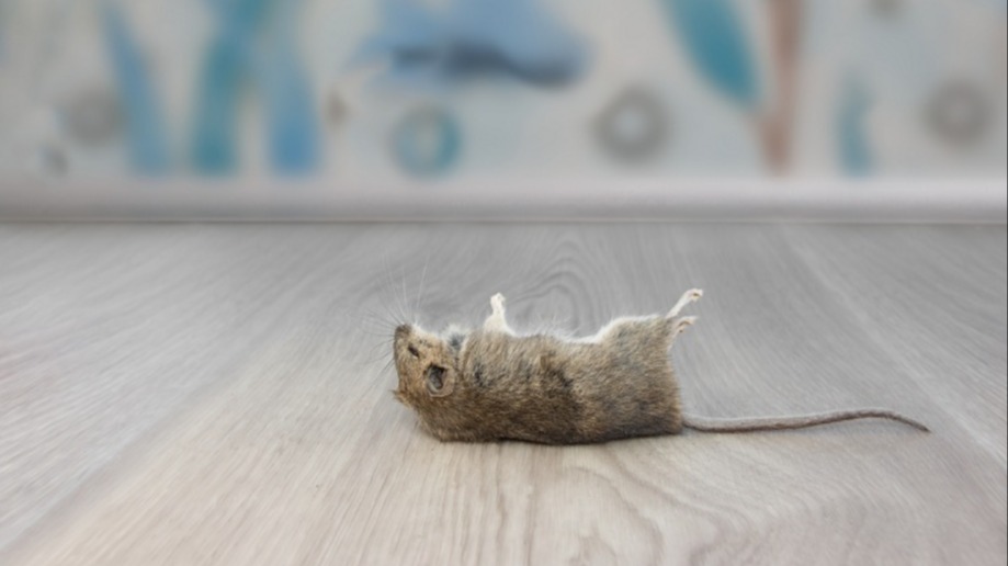 Rodentisit Nedir?
