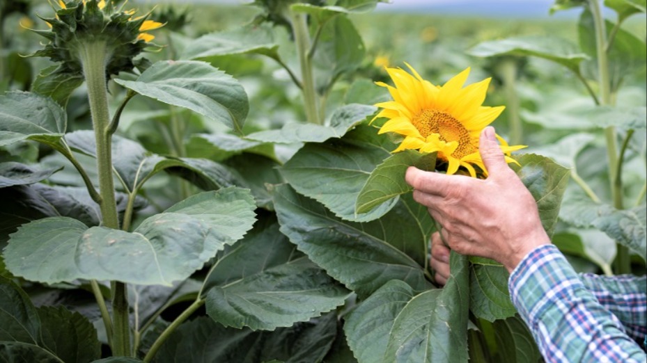 Ayçiçeğinde Gübreleme Ne Zaman Ve Nasıl Yapılır? Ayçiçeğinde Gübreleme Ne Zaman Ve Nasıl Yapılır?