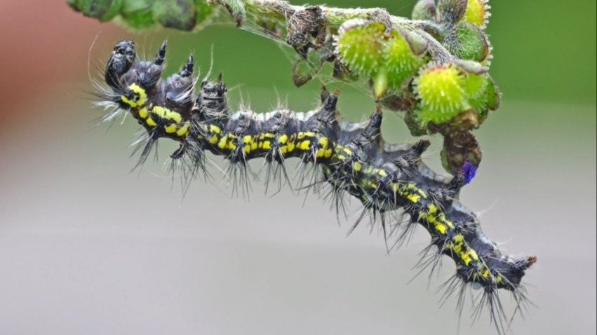 Bacillus Thuringiensis (Bt) Nedir? Bacillius Thuringiensis (Bt) Nedir?