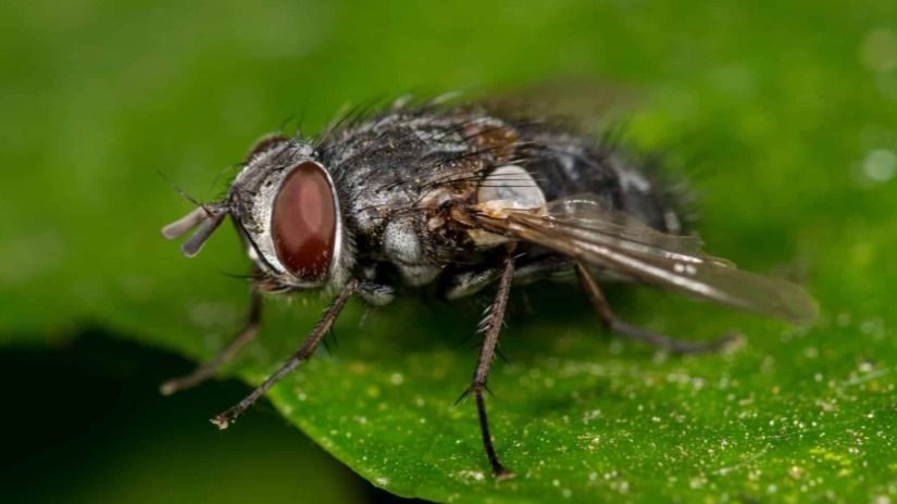 Carcelia Falenariae (Larva Parazitoiti) Nedir? Carcelia Falenariae (Larva Parazitoiti) Nedir?