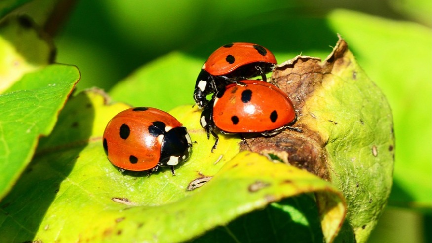 Coccinella Septempunctata (Avcı Böcekler) Nedir? Coccinella Septempunctata (Avcı Böcekler) Nedir?