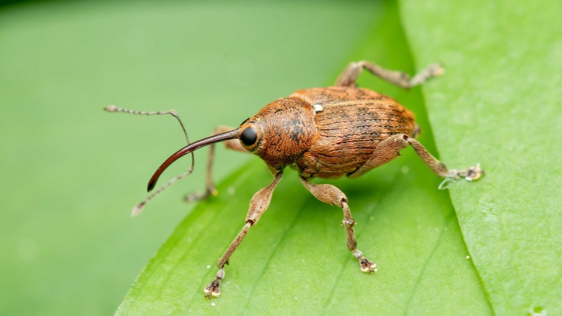 Curculionidae Familyası (Hortumlu Böcekler) Curculionidae Familyası (Hortumlu Böcekler)