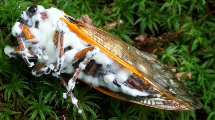 Beauveria Bassiana (Entomopatojen Mantar, Erginlere Karşı) Beauveria Bassiana (Entomopatojen Mantar, Erginlere Karşı)