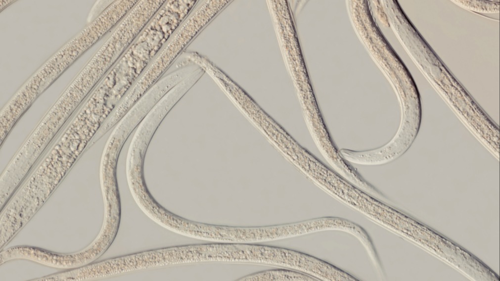 Heterorhabditis spp. Nedir? Heterorhabditis spp. Nedir?