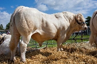 Charolais Sığırı Et Verimi Ve Diğer Özellikleri