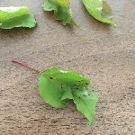 Kayısı Yaprak Delen Hastalığı Belirtileri, Nedenleri Ve Mücadelesi Kayısı Yaprak Delen Hastalığı Belirtileri, Nedenleri Ve Mücadelesi