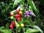 Acı Ot (İt Üzümü) Nedir? (Solanum Dulcamara) Acı Ot (İt Üzümü) Nedir? (Solanum Dulcamara)