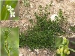 Boynuzlu Yoğurt Otu Nedir? (Galium Tricornutum)