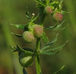 Boynuzlu Yoğurt Otu Nedir? (Galium Tricornutum)