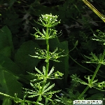 Boynuzlu Yoğurt Otu Nedir? (Galium Tricornutum)