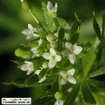Boynuzlu Yoğurt Otu Nedir? (Galium Tricornutum)