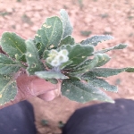 Yabani Hardal Otu Nedir?