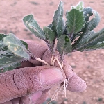 Yabani Hardal Otu Nedir?