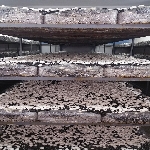 Mantar Yetiştiriciliği Ranza Sistemi Nedir?