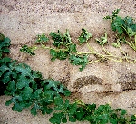 Karpuz Solgunluğu Hastalığı Nedir?