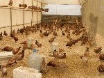 Sülün Yetiştiriciliği Nedir, Nasıl Yapılır?