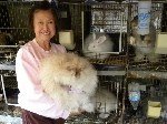 Angora Tavşanı Nasıl Yetiştirilir?