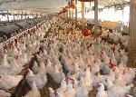 Yumurta Tavukçuluğu Nasıl Yapılır?
