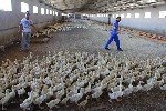 Pekin Ördeği Yetiştiriciliği Nedir, Nasıl Yapılır?