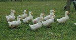 Pekin Ördeği Yetiştiriciliği Nedir, Nasıl Yapılır?