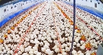 Etlik Piliç Yetiştiriciliği Nedir, Nasıl Yapılır?