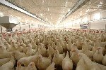Etlik Piliç Yetiştiriciliği Nedir, Nasıl Yapılır?