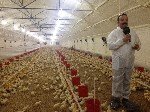 Etlik Piliç Yetiştiriciliği Nedir, Nasıl Yapılır?