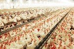 Etlik Piliç Yetiştiriciliği Nedir, Nasıl Yapılır?