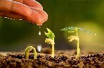Organik Gübre Nedir?